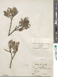 Salix glauca image