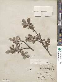 Salix glauca image