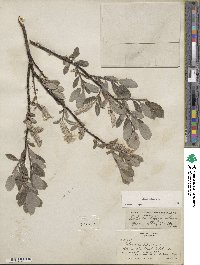 Salix glauca image