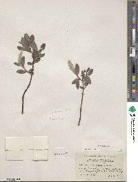 Salix glauca image