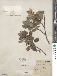 Salix glauca image