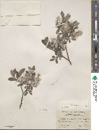 Salix glauca image