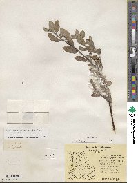 Salix glauca image