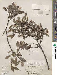 Salix glauca image