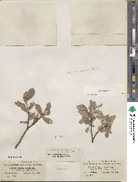 Salix glauca image