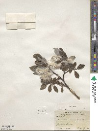 Salix glauca image