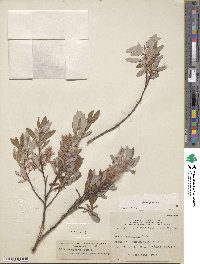 Salix glauca image