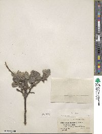 Salix glauca image