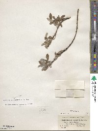 Salix glauca image