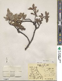 Salix glauca image