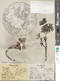 Salix glauca image