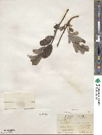 Salix glauca image