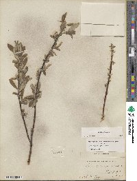 Salix glauca image