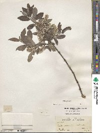 Salix glauca image