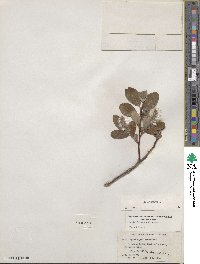 Salix glauca image