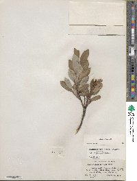 Salix glauca image