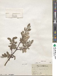 Salix glauca image