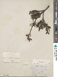 Salix glauca image