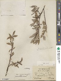 Salix glauca image