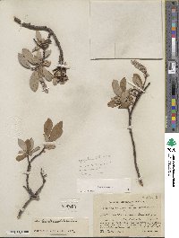 Salix glauca image