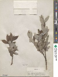 Salix glauca image