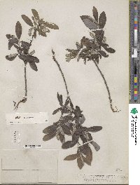 Salix glauca image