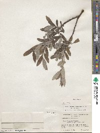 Salix glauca image