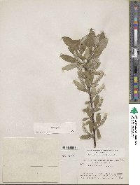 Salix glauca image