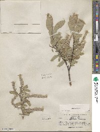 Salix glauca image