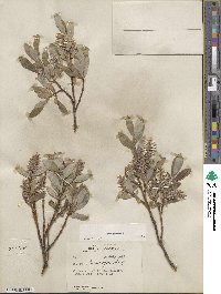 Salix glauca image