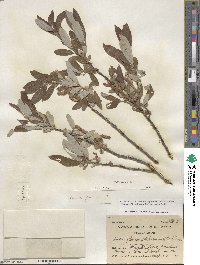 Salix glauca image