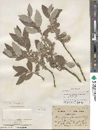 Salix glauca image