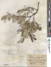 Salix glauca image