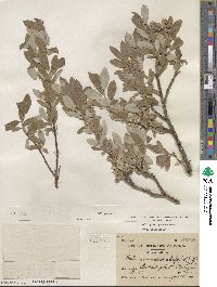 Salix glauca image