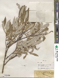 Salix glauca image