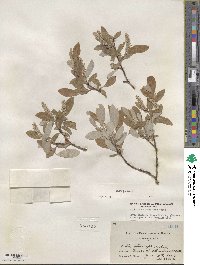 Salix glauca image