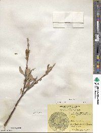 Salix glauca image