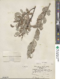 Salix glauca image