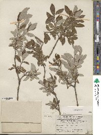 Salix glauca image