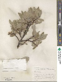 Salix glauca image