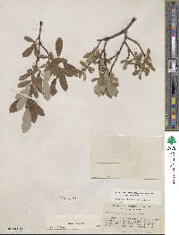 Salix glauca image