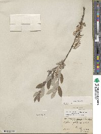 Salix glauca image
