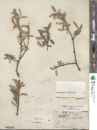 Salix glauca image