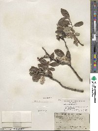 Salix glauca image