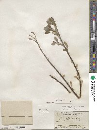 Salix glauca image