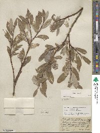 Salix glauca image