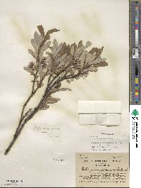 Salix glauca image