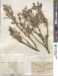 Salix glauca image