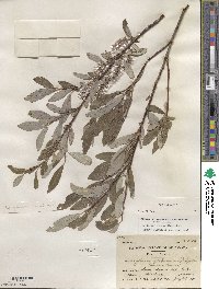 Salix glauca image