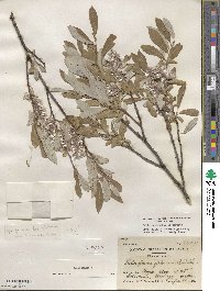 Salix glauca image